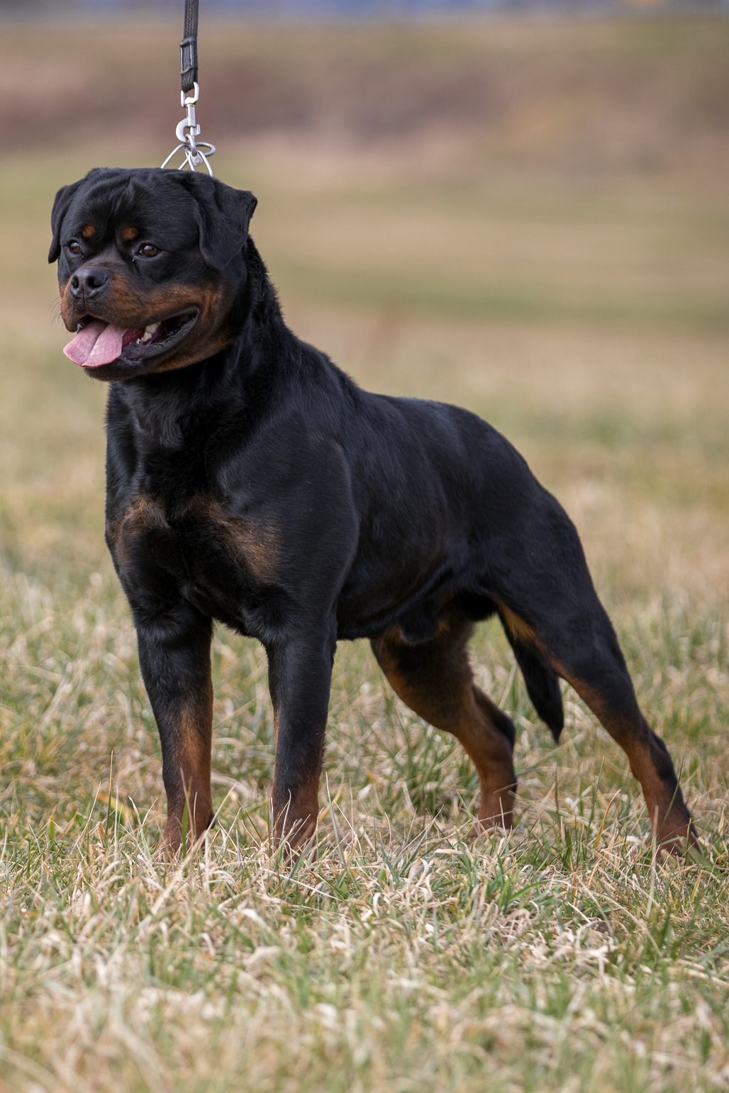 image of the Rottweiler dog Eboran