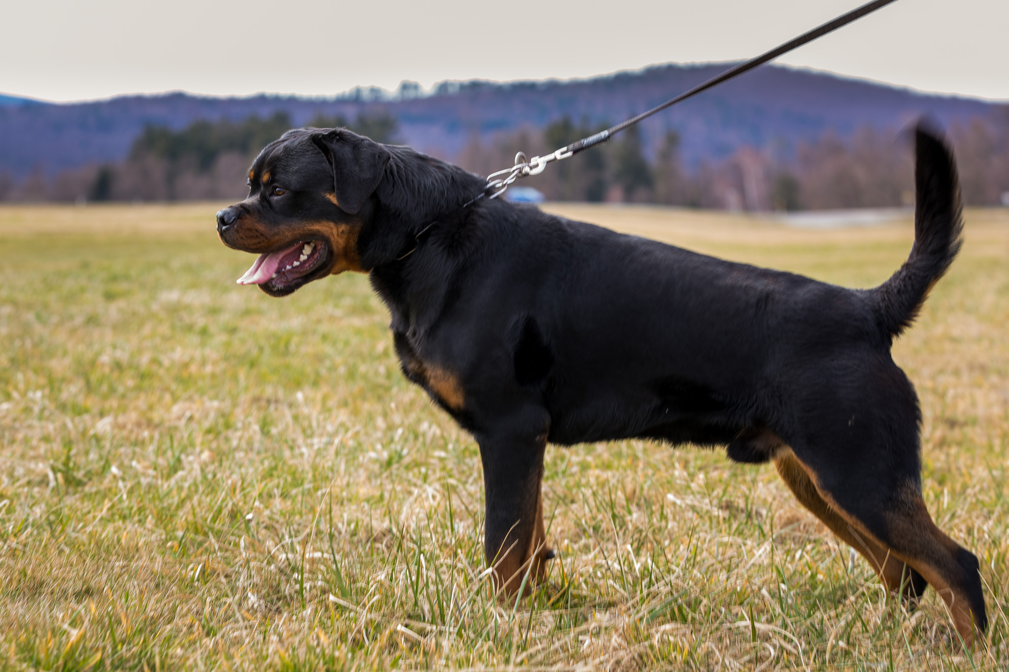 image of the Rottweiler dog Fang