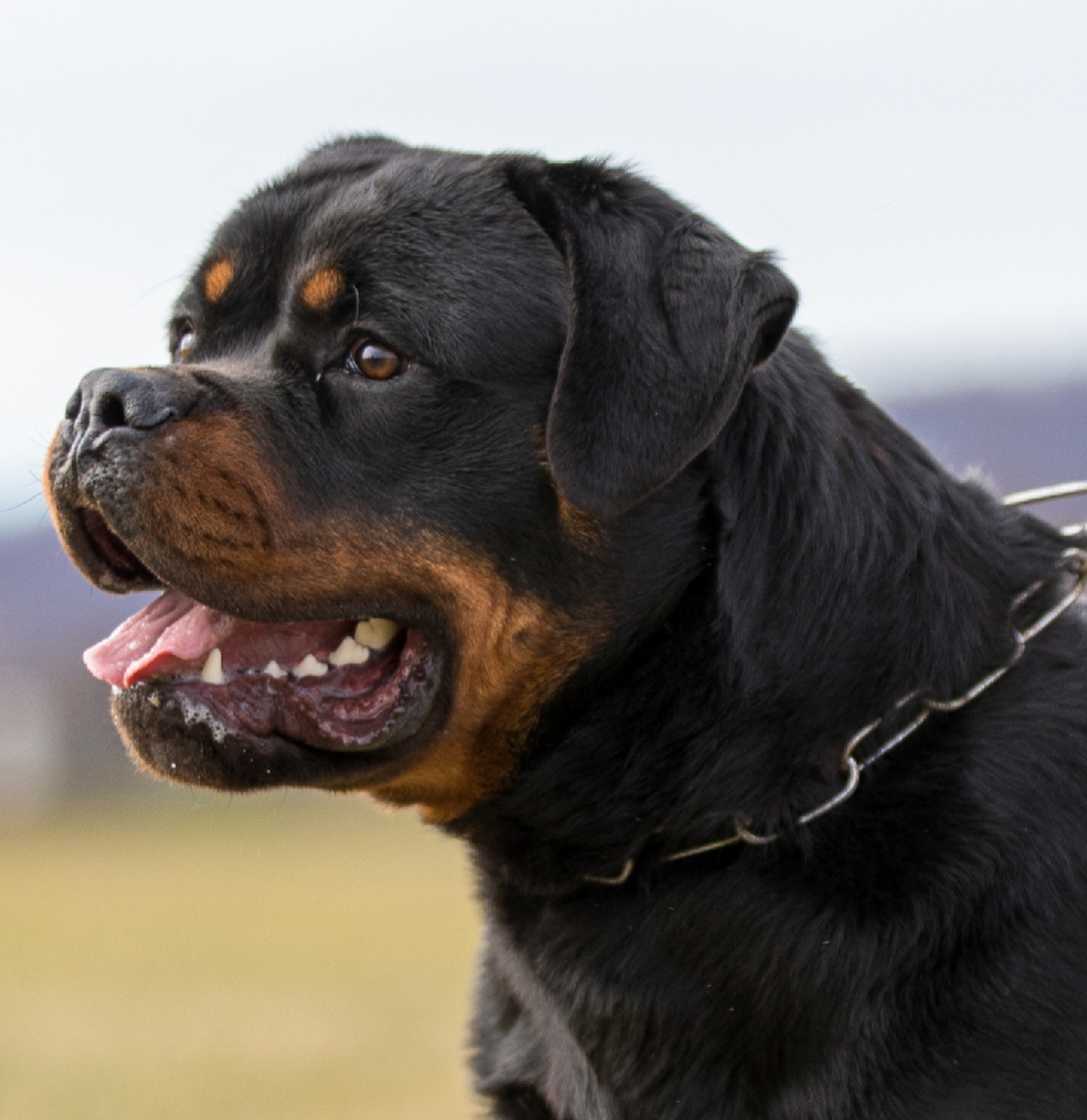 image of the Rottweiler dog Fang