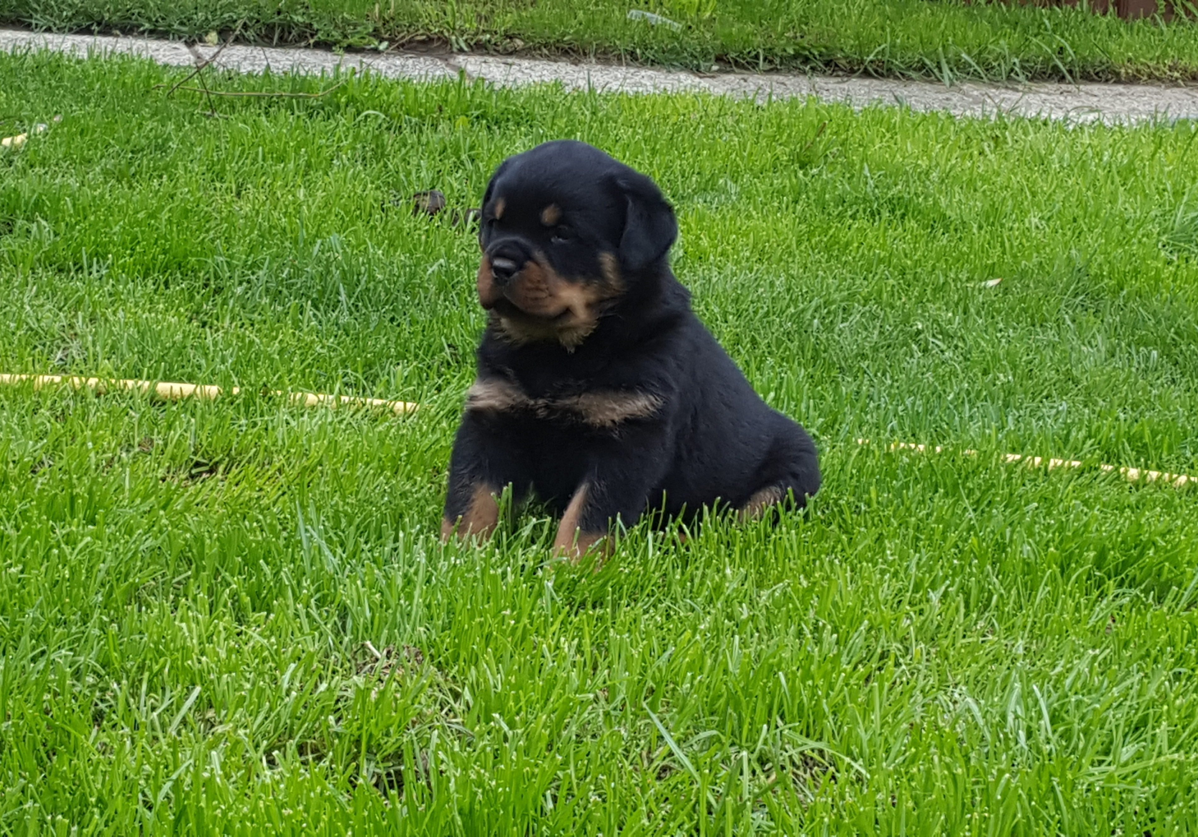 image of the Rottweiler dog Fang
