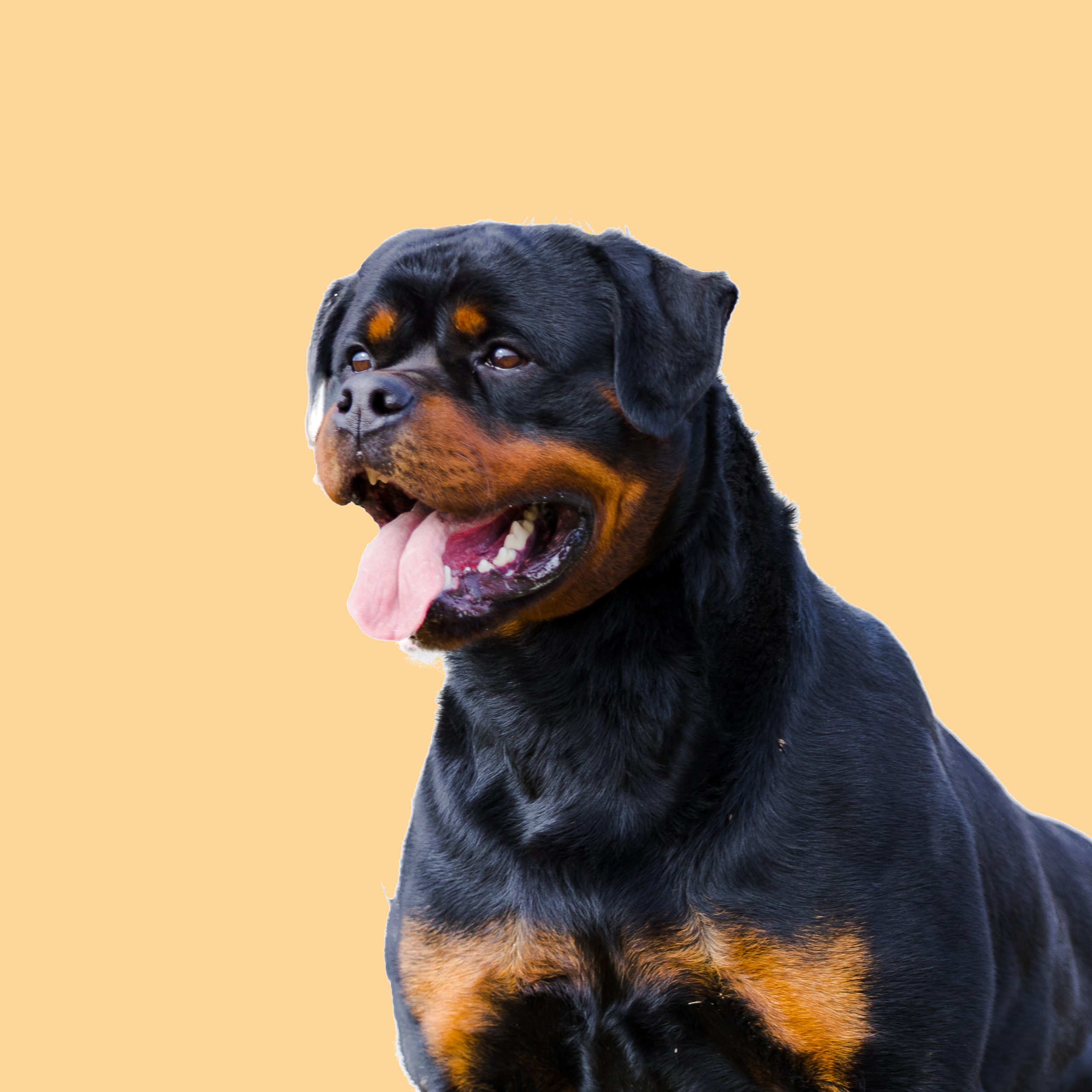 profile of the dog Enrique