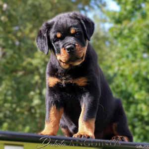 image of the Rottweiler dog Dakota