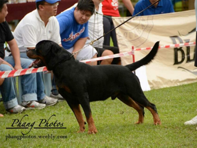 image of the Rottweiler dog Enrique