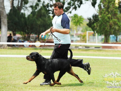 image of the Rottweiler dog Enrique