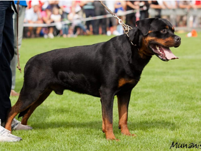 image of the Rottweiler dog Enrique