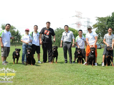 image of the Rottweiler dog Enrique