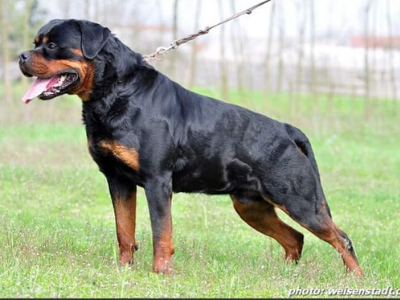 image of the Rottweiler dog Erasmus
