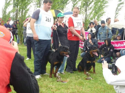 image of the Rottweiler dog Erasmus