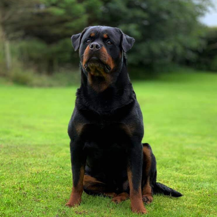 image of the Rottweiler dog Osare
