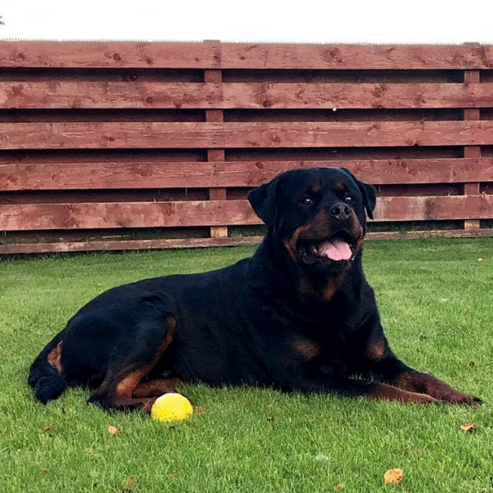 image of the Rottweiler dog Osare