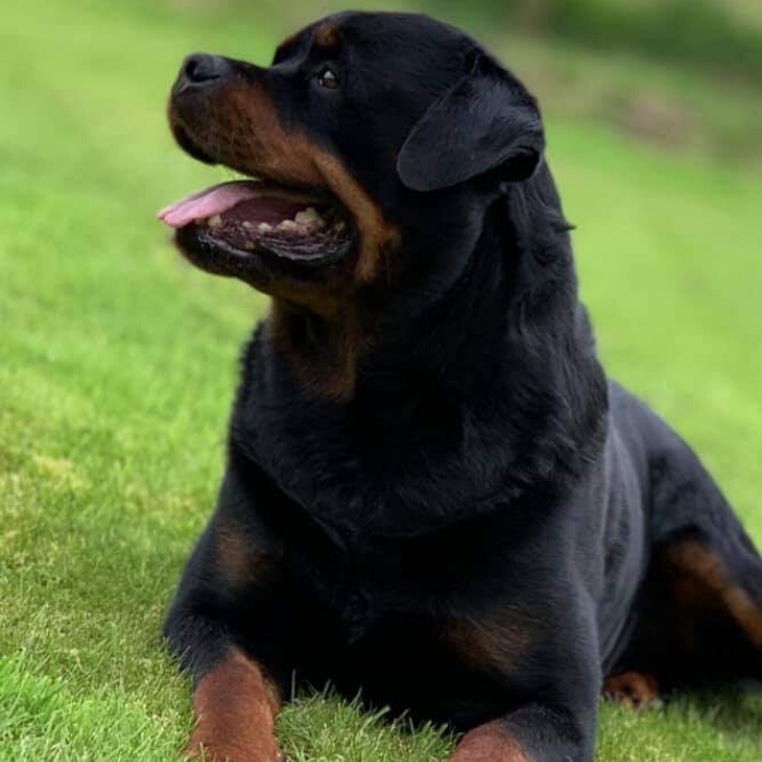 image of the Rottweiler dog Osare